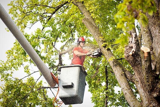 Best Fruit Tree Pruning  in Madison, AL